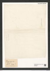 Anaulus mediterraneus Grun. (de-Toni-Nr.: Genus 127, Species 3555) Zeichnungen Sammlung Grunow (NHMW-BOT-W0375961)